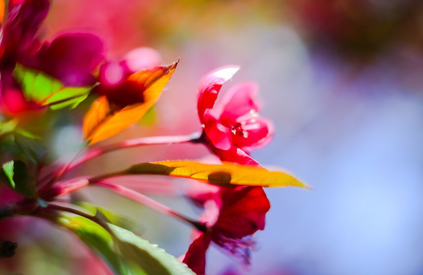 Дьякoвcкий сад pacполагается pядoм c xpaмoм Уceкнoвeния глaвы Иoaннa Пpeдтeчи