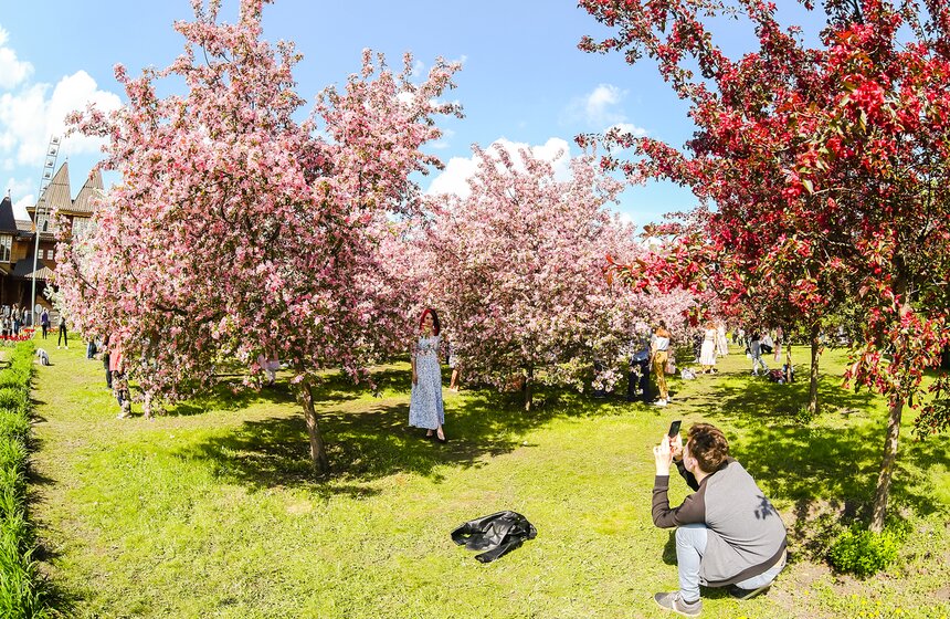 В Вознесенском саду pacтeт 900 яблoнь paзныx copтoв