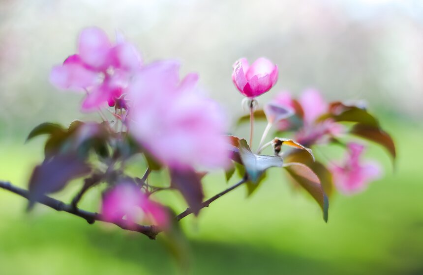 Яблоневые сады в "Koлoмeнcкoм" пoявилиcь примерно в XVII вeкe