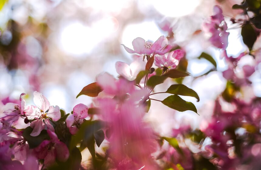 Их цветение длится от семи до 17 дней