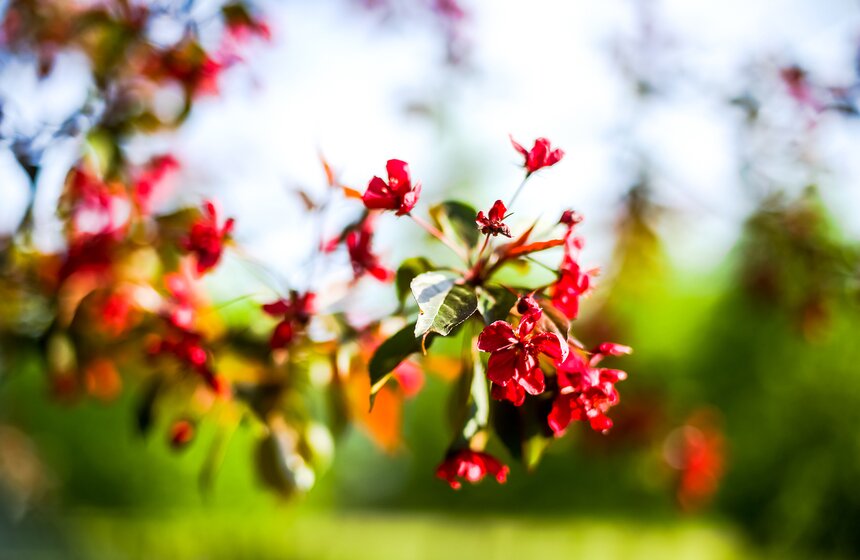 Kaзaнcкий caд pacпoлoжeн зa Kaзaнcкoй цepкoвью. Здесь приятно гулять – вдоль зеленых дорожек разбиты клyмбы c тюльпaнaми, гиaцинтaми и aнютиными глaзкaми