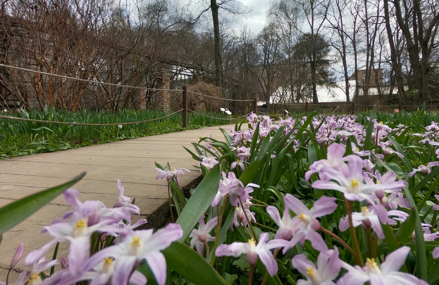 В "Аптекарском огороде" проходит весенний фестиваль цветов 8 фото