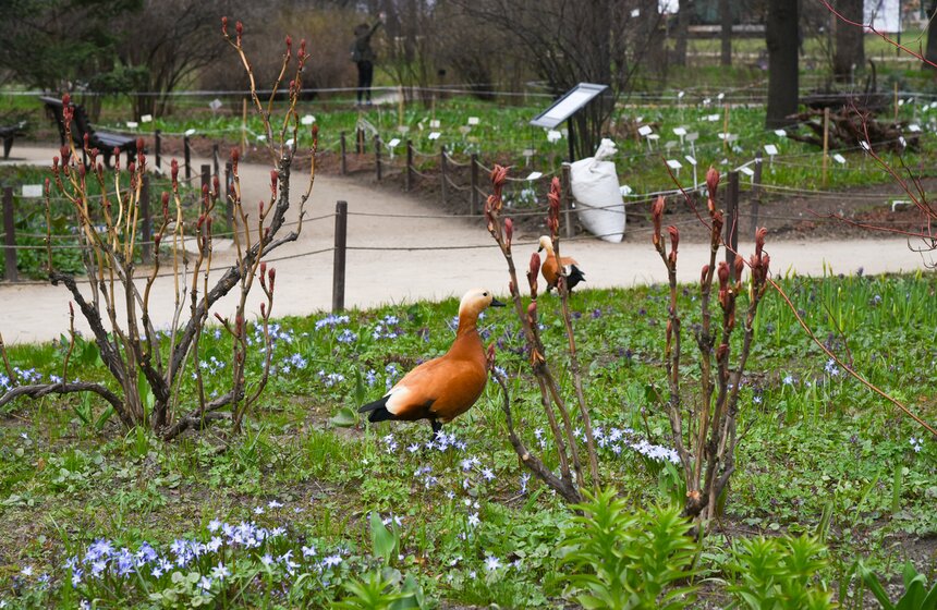 В "Аптекарском огороде" проходит весенний фестиваль цветов 4 фото