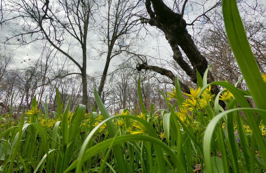 В "Аптекарском огороде" проходит весенний фестиваль цветов 12 фото