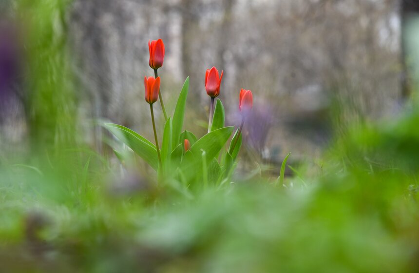 В "Аптекарском огороде" проходит весенний фестиваль цветов 9 фото