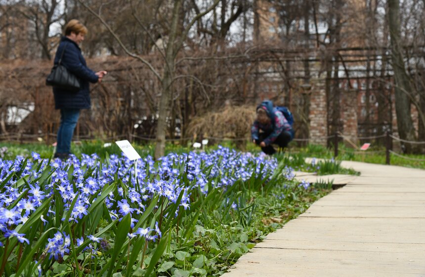 В "Аптекарском огороде" проходит весенний фестиваль цветов 7 фото