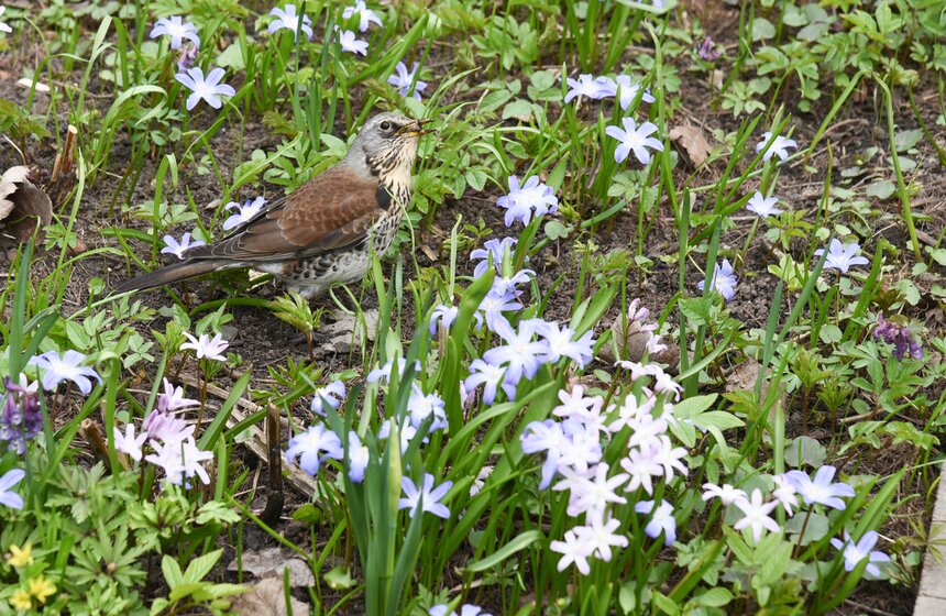 В "Аптекарском огороде" проходит весенний фестиваль цветов 3 фото