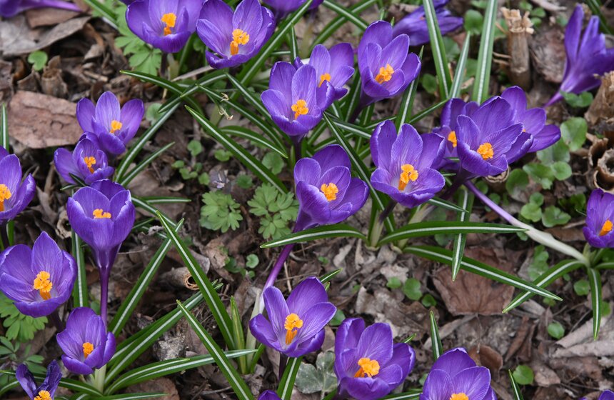 В "Аптекарском огороде" проходит весенний фестиваль цветов 11 фото