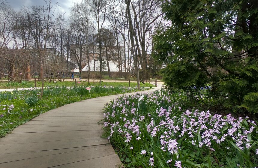 В "Аптекарском огороде" проходит весенний фестиваль цветов 2 фото