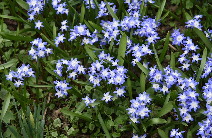 В "Аптекарском огороде" проходит весенний фестиваль цветов 5 фото