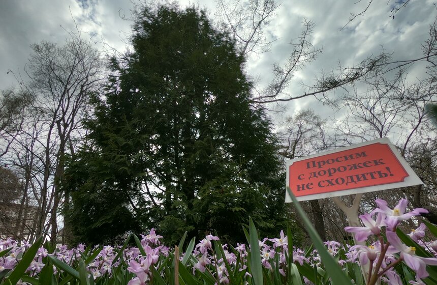 В "Аптекарском огороде" проходит весенний фестиваль цветов 13 фото