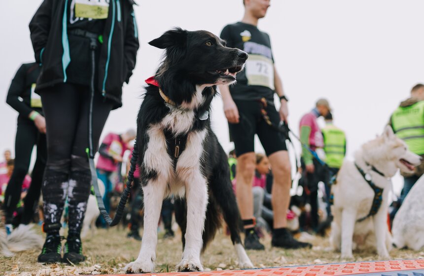 Благотворительный забег с собаками "Быстрый пес" прошел в Битцевском парке 3 фото