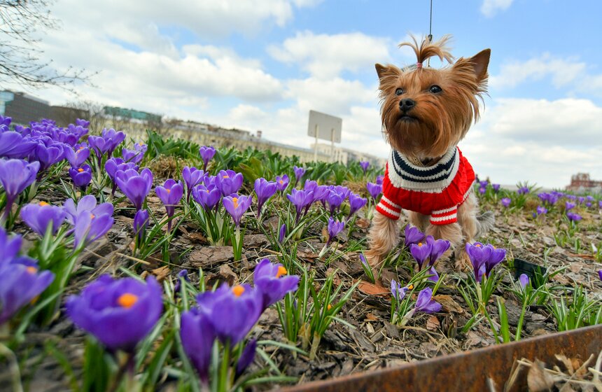 В Москву пришла летняя погода 2 фото