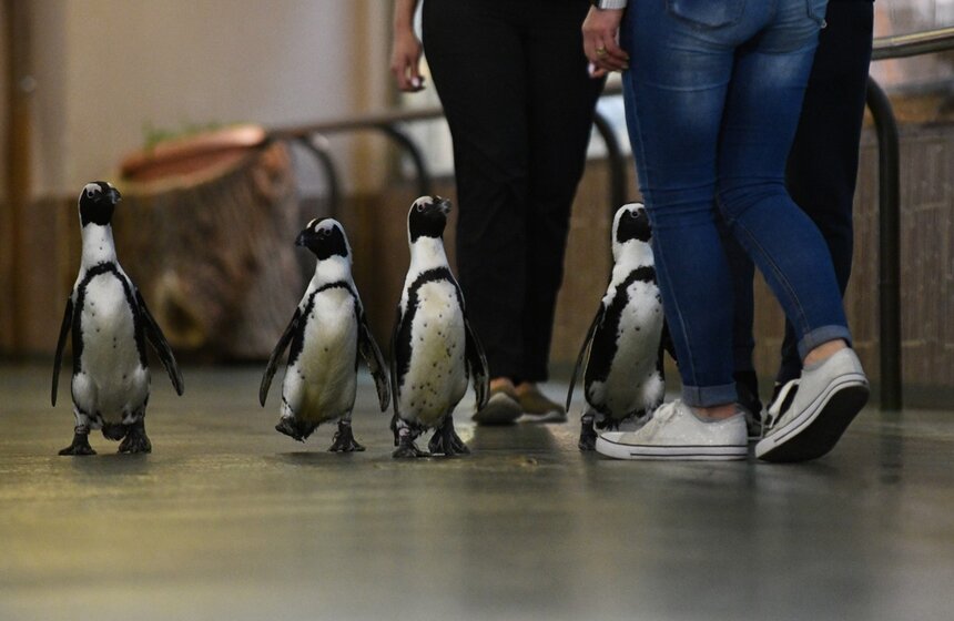 25 апреля – во Всемирный день пингвинов – в Московском зоопарке прошел уникальный парад. В павильоне "Дом птиц" из внутреннего вольера в наружный организовали переход группы морских птиц. Пингвины прошли по коридору, общая протяженность которого составила около 100 метров.