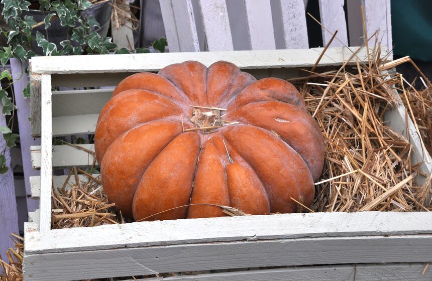 На Дорогомиловском рынке проходит фестиваль MOSCOW CITY BAZAR 10 фото