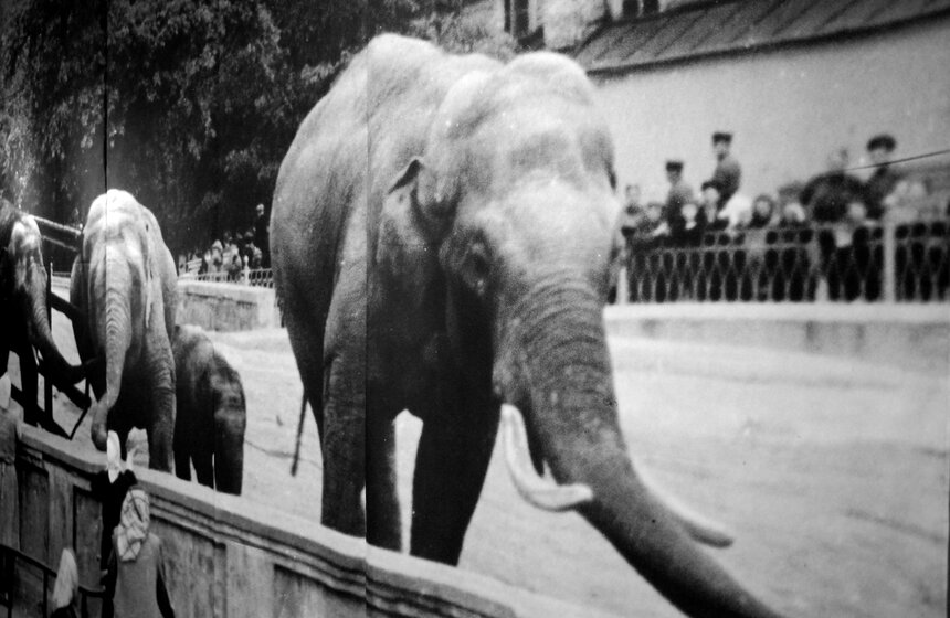 В Москве открывается выставка "Советская реклама зоопарка" 15 фото