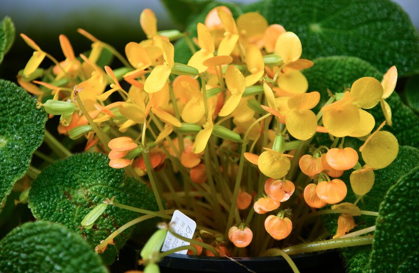 Работа Аптекарского огорода во время режима самоизоляции 7 фото