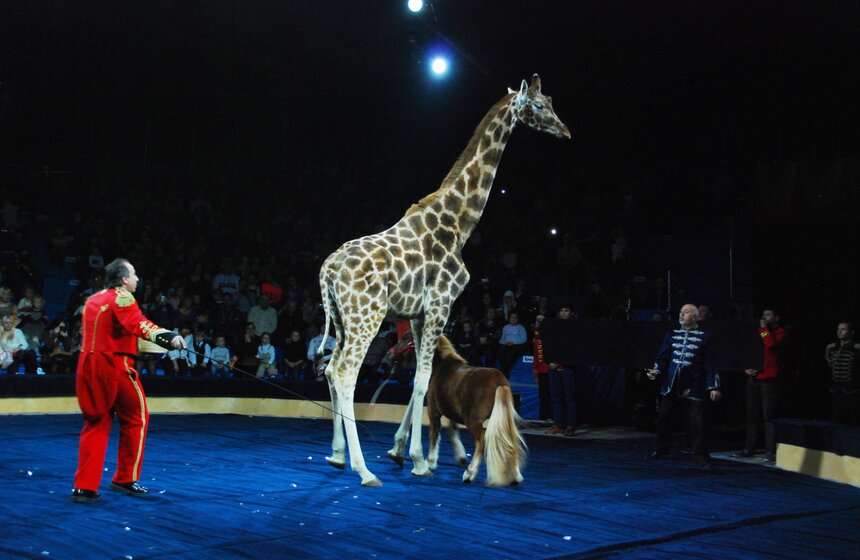 В "Сокольниках" открылся "Цирк огромных зверей" 7 фото