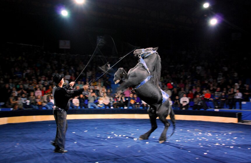В "Сокольниках" открылся "Цирк огромных зверей" 5 фото