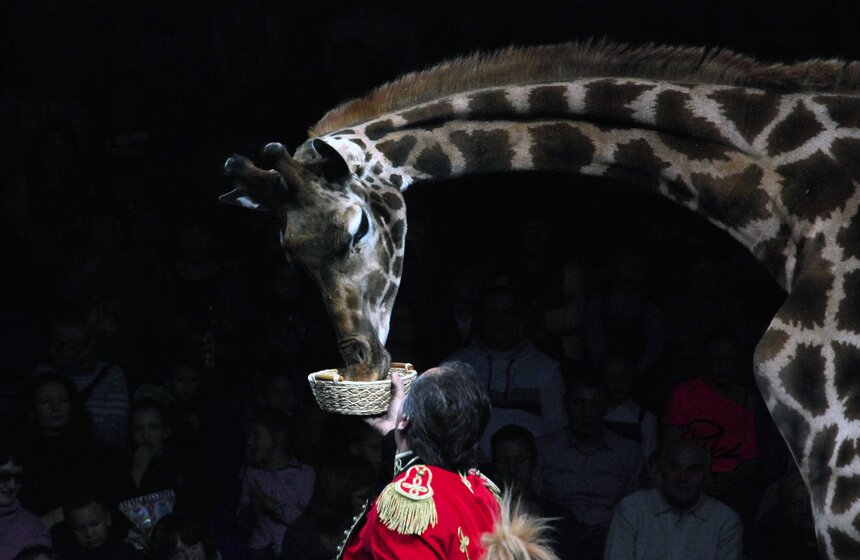 В "Сокольниках" открылся "Цирк огромных зверей" 8 фото