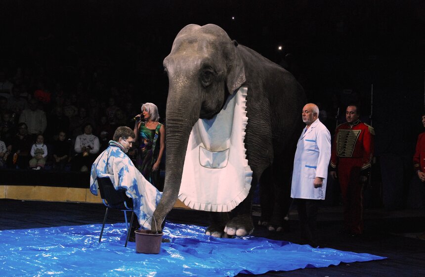 В "Сокольниках" открылся "Цирк огромных зверей" 10 фото