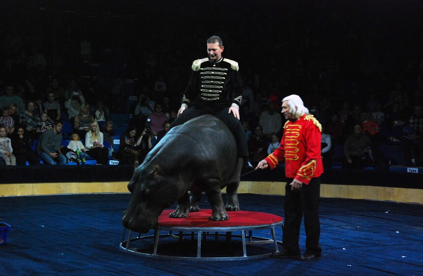 В "Сокольниках" открылся "Цирк огромных зверей" 16 фото