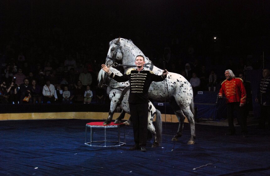 В "Сокольниках" открылся "Цирк огромных зверей" 15 фото