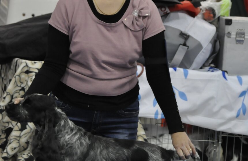 В Москве проходит выставка собак "Россия - 2013" 8 фото