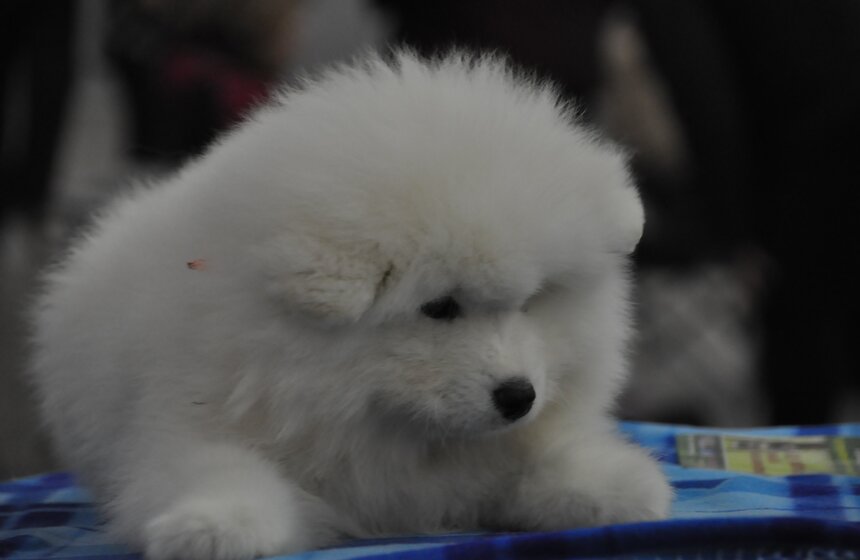 В Москве проходит выставка собак "Россия - 2013" 7 фото