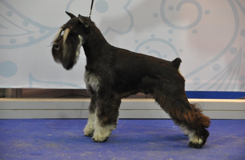 В Москве проходит выставка собак "Россия - 2013" 3 фото