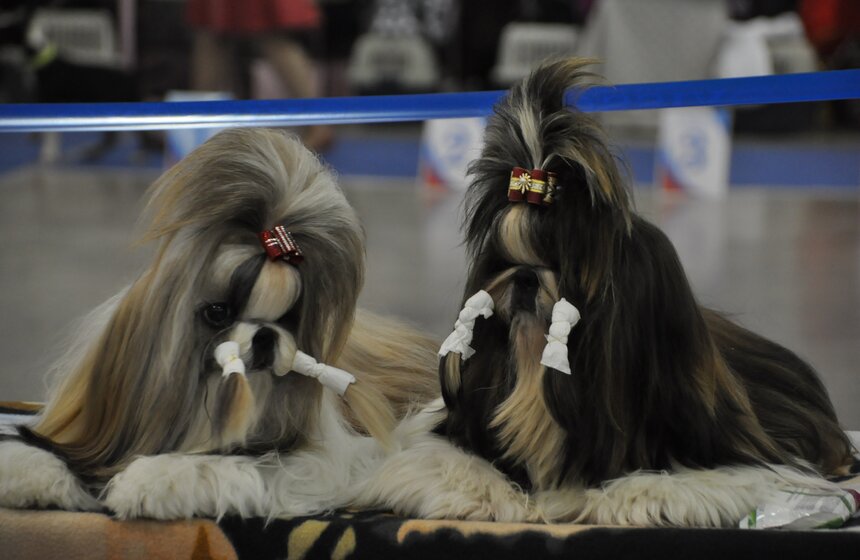 В Москве проходит выставка собак "Россия - 2013" 6 фото