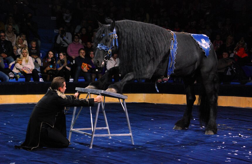В "Сокольниках" открылся "Цирк огромных зверей" 4 фото