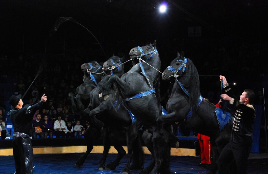 В "Сокольниках" открылся "Цирк огромных зверей" 3 фото