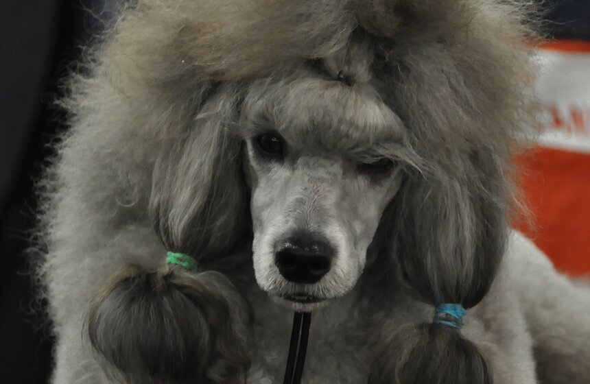 В Москве проходит выставка собак "Россия - 2013" 9 фото