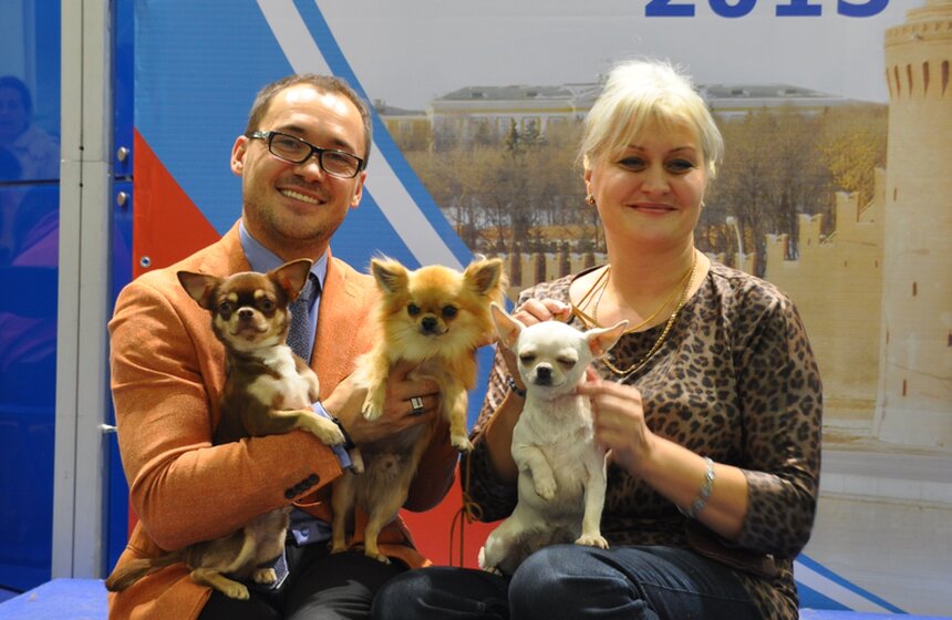 В Москве проходит выставка собак "Россия - 2013" 12 фото