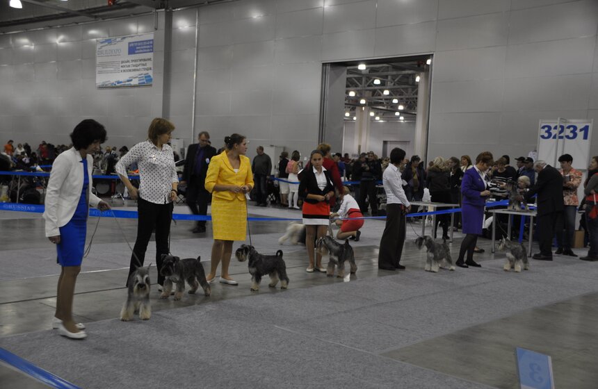 В Москве проходит выставка собак "Россия - 2013" 11 фото