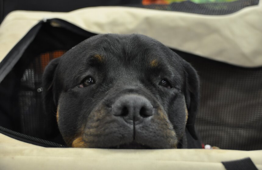 В Москве проходит выставка собак "Россия - 2013" 10 фото