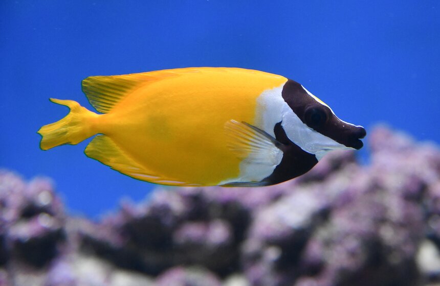 Как работает "Москвариум" в период временного закрытия 13 фото