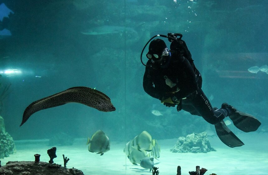 Как работает "Москвариум" в период временного закрытия 10 фото