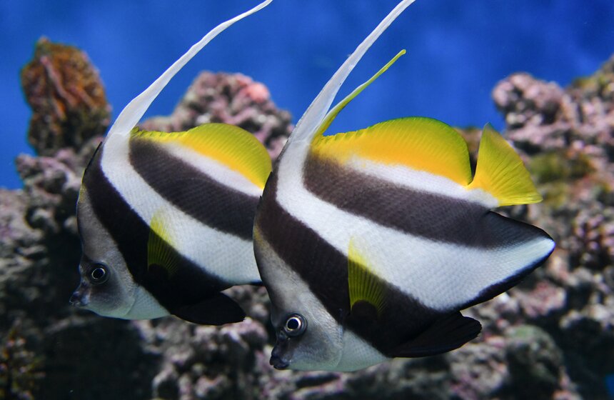 Как работает "Москвариум" в период временного закрытия 16 фото