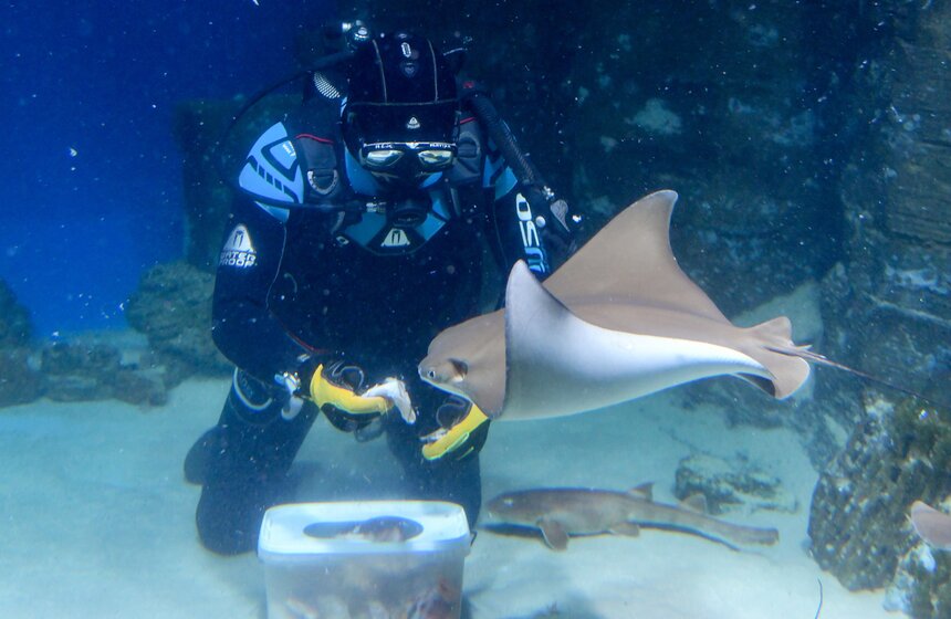 Как работает "Москвариум" в период временного закрытия 19 фото