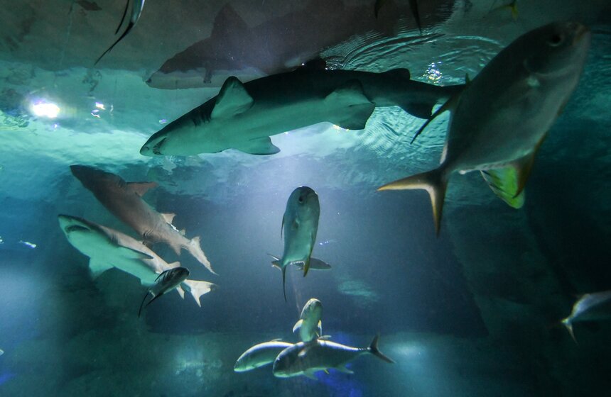 Как работает "Москвариум" в период временного закрытия 22 фото