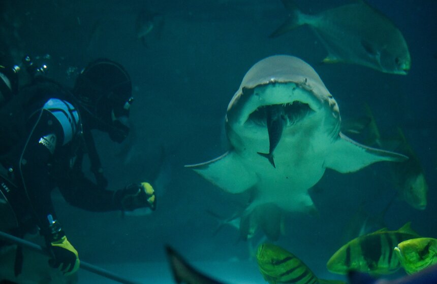 Как работает "Москвариум" в период временного закрытия 26 фото