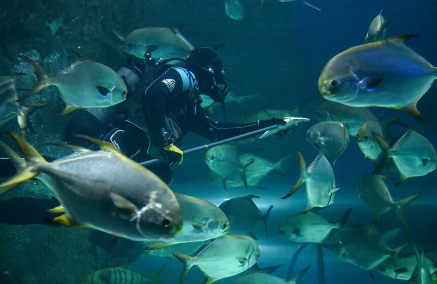 Как работает "Москвариум" в период временного закрытия 25 фото