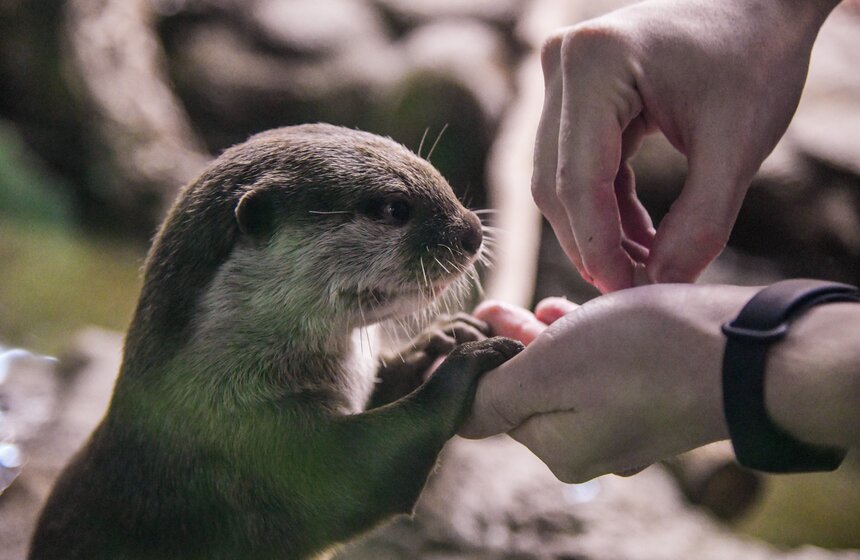 Как работает "Москвариум" в период временного закрытия 7 фото