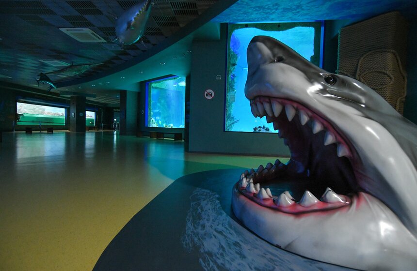 Как работает "Москвариум" в период временного закрытия 17 фото