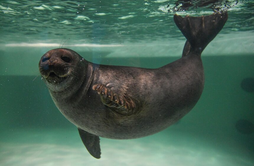 Как работает "Москвариум" в период временного закрытия 2 фото