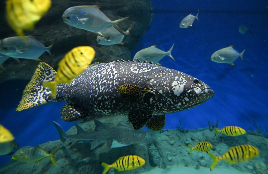 Как работает "Москвариум" в период временного закрытия 24 фото