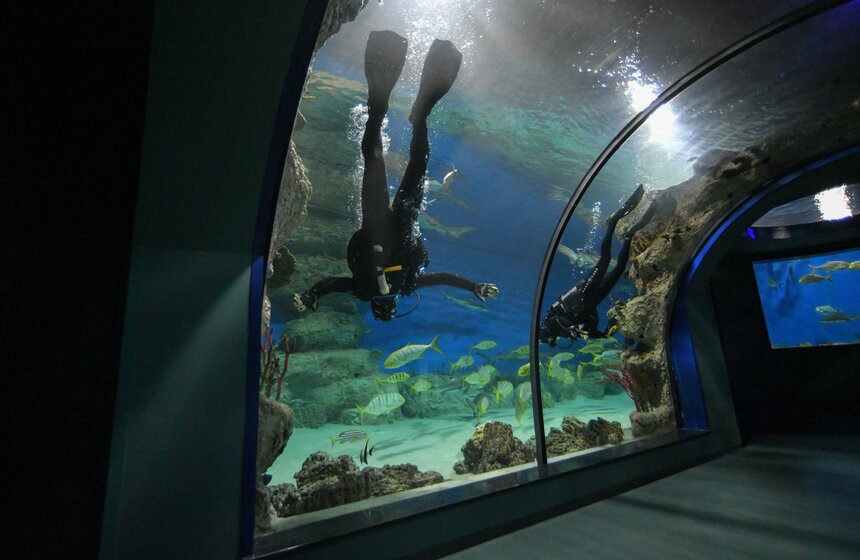 Как работает "Москвариум" в период временного закрытия 11 фото