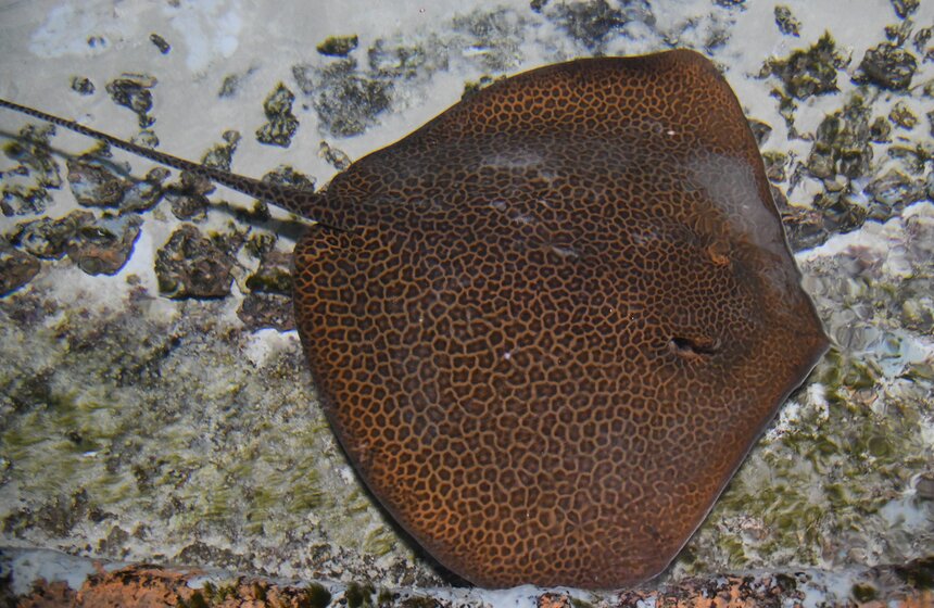 Как работает "Москвариум" в период временного закрытия 12 фото